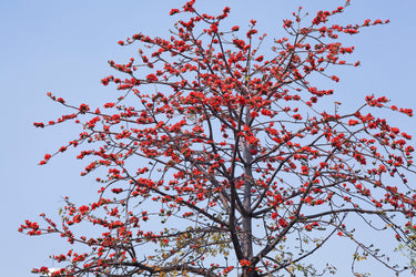 10 RED SILK COTTON Tree Bombax Ceiba Kapok Tropical Flower Seeds